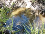 Platypus pool (zonder een platypus gezien te hebben)
