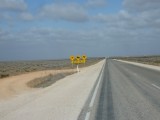 Watch out for camels, wombats and kangaroo's