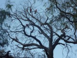 Mooie vogels in de bomen