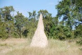 termiet heuvel