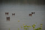 selous hippo's campsite