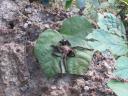 Een (gelukkig deels platte) TARANTULA!