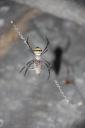 Een grote spider met een prooi @ trekking