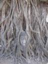 Mooi begroeid Buddhahoofd @ Ayuttaya