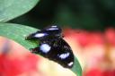 Butterfly @ Butterflypark - Kuala Lumpur