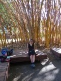 Botanische tuin - Bamboe