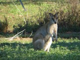 "Mama, er zit een wallabie in de tuin, mag ik em houden?!"