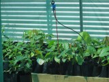 Kleine cacao-planten, in serre voordat ze in de volle grond gaan