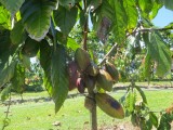 Cacao-plant met "cocoa-pods" klaar voor de oogst