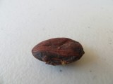 Cacaoboon