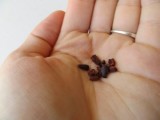 Cacao-boon, na roosteren en malen