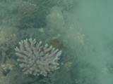 Staghorn coral (het stevigste koraal en dus overal te vinden)