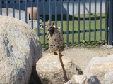 Rots wallaby
