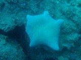 Zeiltrip - Zeester, soms tot 30 cm groot