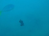 Zeiltrip - Spanish dancer (flatworm)