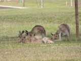 Rockhampton - Kangoeroes aan de kant van de weg terug naar Rockhampton