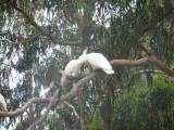 Sulfur Crested Cockatoos
