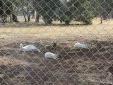 Albino kangoeroes