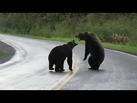 Caught on camera: Grizzly bears fight in northern B.C.