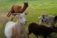 dolle alpaca