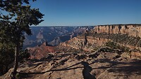 Grand Canyon riggel met boom