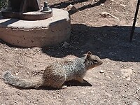 Eekhoorntje nabij de Grand Canyon