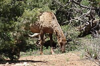 Dit is een elk (een soort eland)