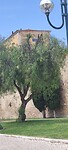 Faro