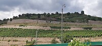 Wijngaard bij Rüdesheim