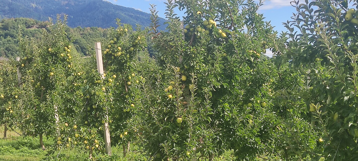 De appel bij Caldonazzo