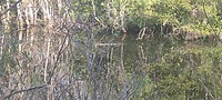 Alligator