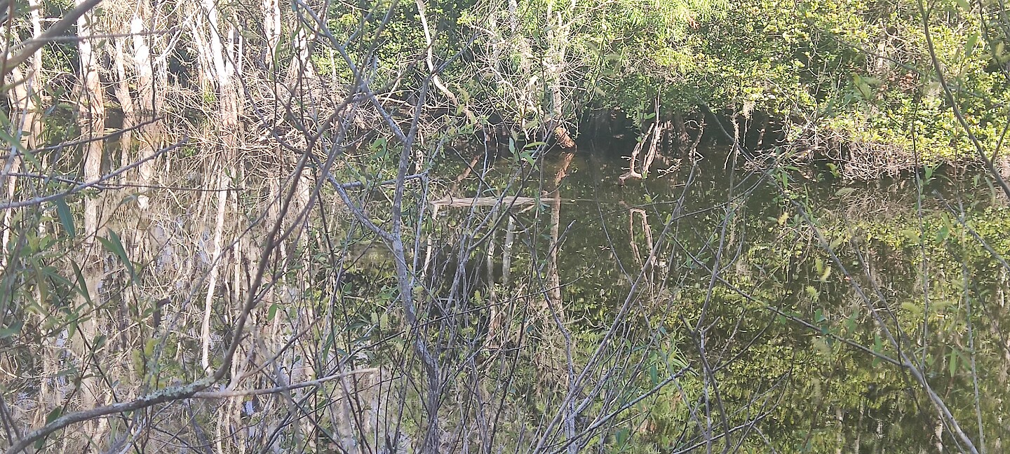 Alligator
