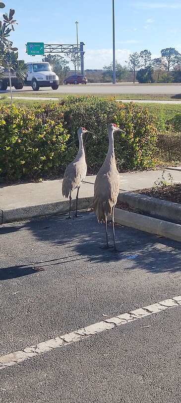 2 Canadese Kraanvogels