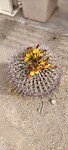 Bloeiende cactus