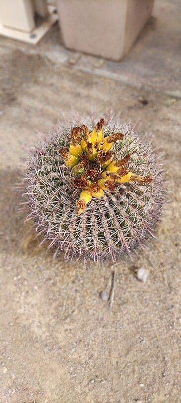 Bloeiende cactus