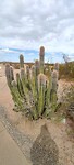Prachtige cactus