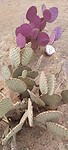 Prachtige cactussen