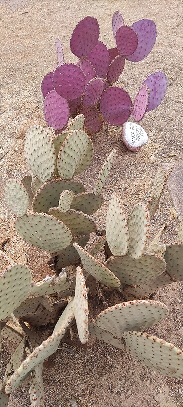 Prachtige cactussen