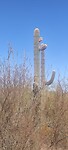 Prachtige cactus in eigen tuin