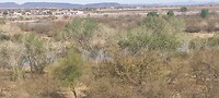 Tussen de bebossing de Colorado rivier