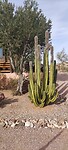 Prachtige cactus