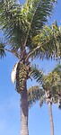 Palmboom