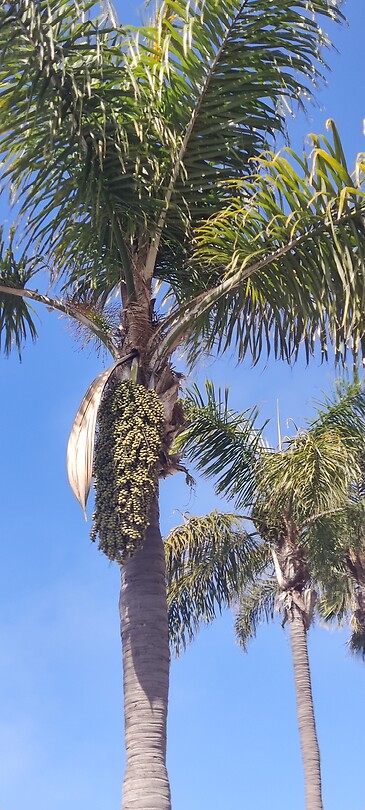 Palmboom