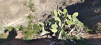 Heel veel verschillende soorten cactussen
