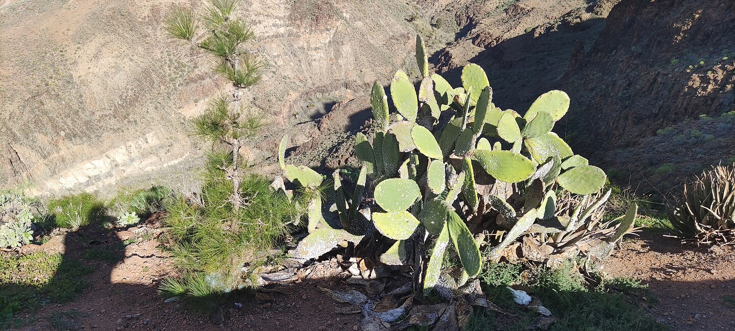 Heel veel verschillende soorten cactussen