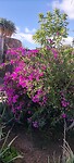 Bougainvillea