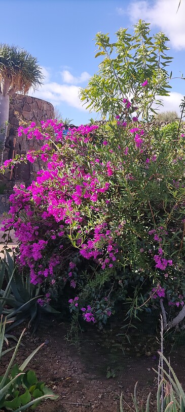 Bougainvillea