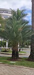 Palmboom