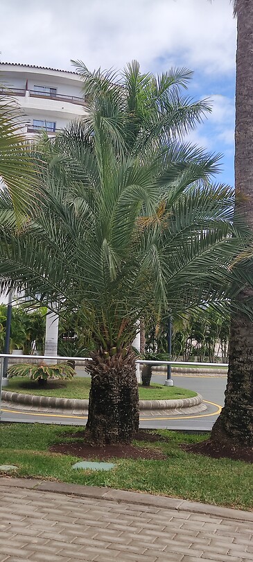 Palmboom