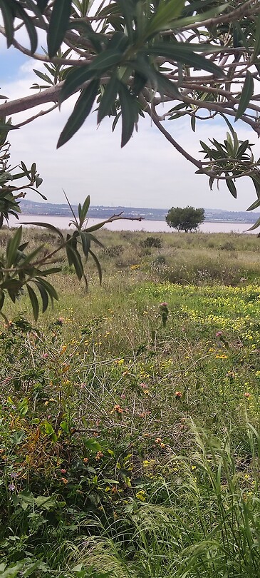 Zoutmeer Torrevieja